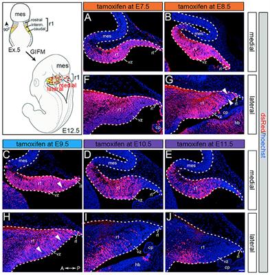 The Temporal Contribution of the Gbx2 Lineage to Cerebellar Neurons